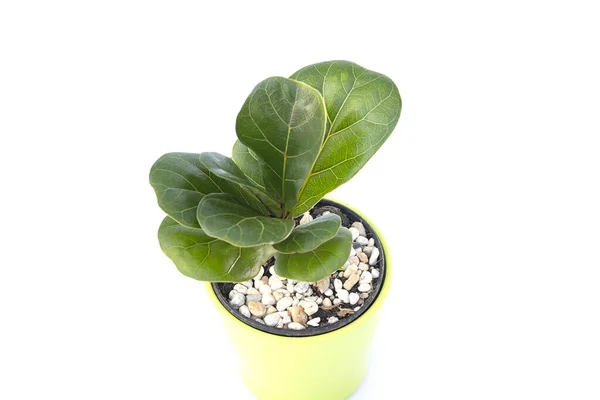 Ficus Lyrata Pote Sobre Fundo Branco — Fotografia de Stock