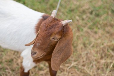 Kahverengi sevimli keçi yeşil arka planlı kameraya bakıyor