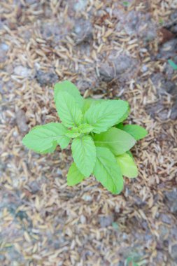 Basil is growing in the garden.For cooking