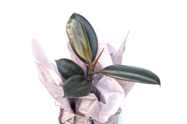 Kauçuk bitkisi beyaz bir arkaplanda teslim edilmesi için kağıtlara sarılmış.