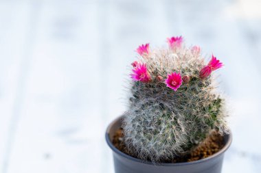 Mammillaria Bocasana pembe çiçekli beyaz ahşap masa üzerinde küçük bir saksı doğal arka plan