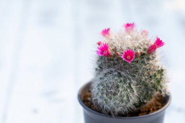 Mammillaria Bocasana pembe çiçekli beyaz ahşap masa üzerinde küçük bir saksı doğal arka plan