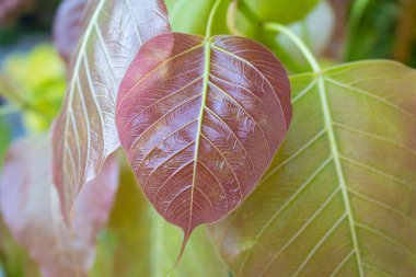 Kalp şeklinde bodhi yaprakları ağaçlarda, doğa arka planında.