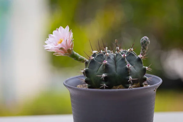 Primer Plano Cactus Gymno Pink Flower Está Floreciendo Fondo Naturaleza —  Fotos de Stock