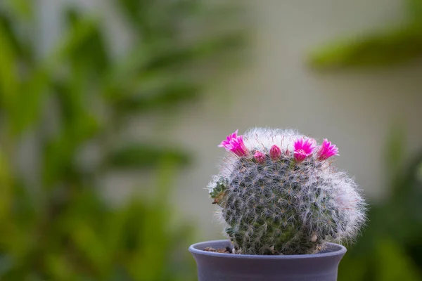 Mammillaria Bocasana with pink flower in small pot  natural background