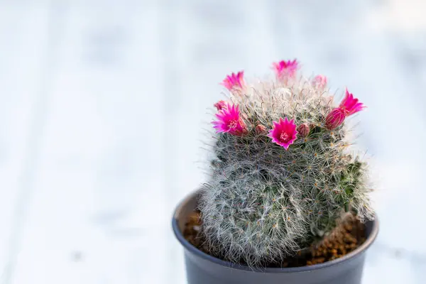 Mammillaria Bocasana with pink flower in small pot on white wooden table natural background