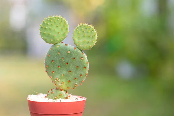 Opuntia Microdasys Cactus Pentola Cemento Fai Tavolo Legno Sfondo Naturale — Foto Stock