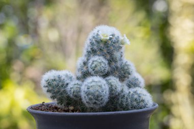 Mammillaria schiedeana ile küçük beyaz çiçek yeşil bulanık bokeh doğa arka plan, acemi için kolay kolej küçük kaktüs koyabilirsiniz çalışma masasının pencerelerine yakın ve büyümesini görebilirsiniz