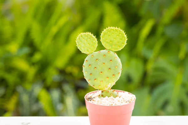 Opuntia Microdasys Cactus Pentola Cemento Fai Tavolo Legno Bianco Sfondo — Foto Stock