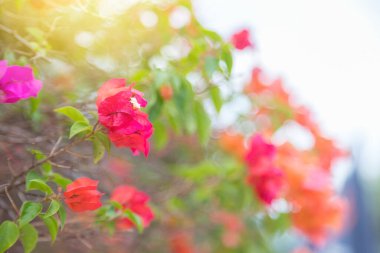 blooming bougainvillea flowers natural background