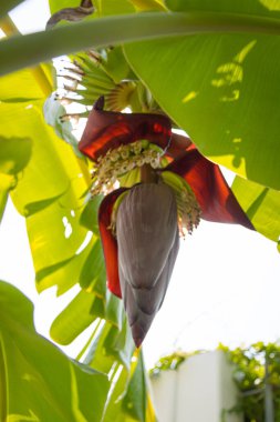 Muz ağacının çiçek açması.