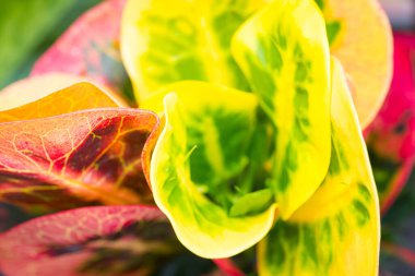 Renkli koson, arka plan için doğa kullanımına sahip dokuyu terk ediyor