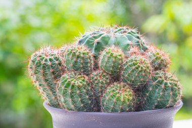 Ekinopsis calochlora kaktüsü ve yeşil doğa arka planı.