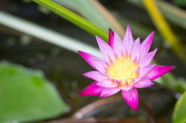 Mor nilüfer çiçeği sabahın erken saatlerinde çiçek açar.