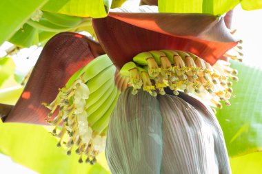 Muz ağacının çiçek açması.