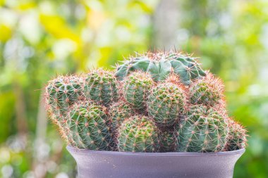 Ekinopsis calochlora kaktüsü ve yeşil doğa arka planı.