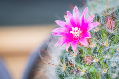 Mammillaria Bocasana, küçük saksılarda açan pembe çiçekler.