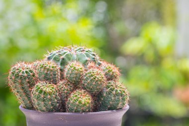 Ekinopsis calochlora kaktüsü ve yeşil doğa arka planı.