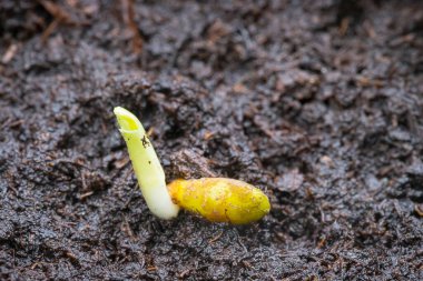 Kaktüs tohumunu toprak bir kaba ekiyorum.