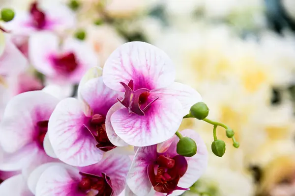 Színes Dekoratív Művirágok Fesztiválokra — Stock Fotó