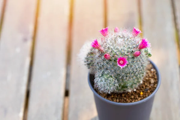 Mammillaria Bocasana with pink flower in small pot on table wood natural background