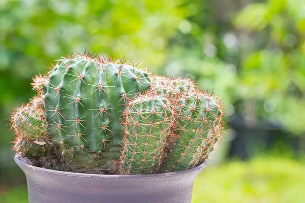Echinopsis Calochlora Cactus Vaso Con Sfondo Verde Natura — Foto Stock