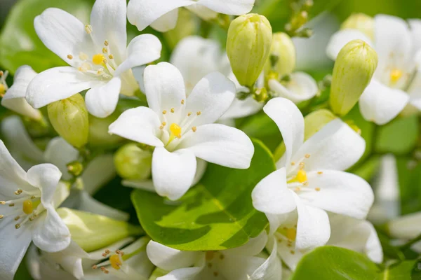 Fleur Murraya Verre Blanc Forme Coeur Avec Parfum Doux Rafraîchissant Photo De Stock
