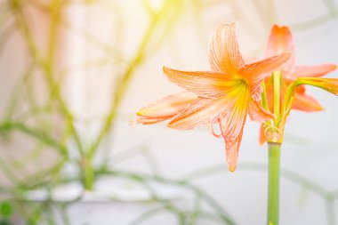 Hippeastrum johnsonii çiçek bahçenin arka planında