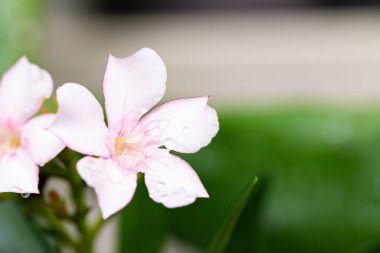 Apocynaceae çiçeği. Pembe, güzel bir arka plan.