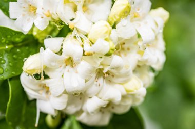 Kalp şeklinde beyaz cam Murraya çiçeği yumuşak ve ferahlatıcı bir kokusu var.