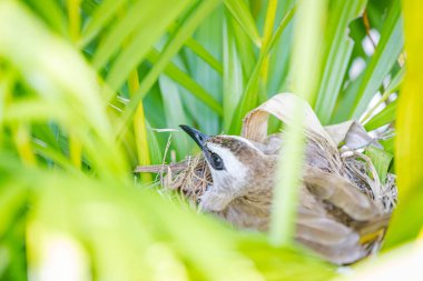 Kuşlar ağaçtaki yuvalarında yumurtadan çıkıyorlar.