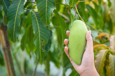 Nam Dok Mai mangosu Bahçedeki ağaçta