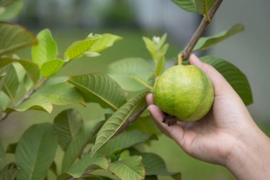 Ağaçta taze guava kokusu var.