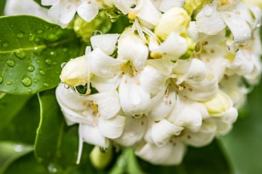Kalp şeklinde beyaz cam Murraya çiçeği yumuşak ve ferahlatıcı bir kokusu var.