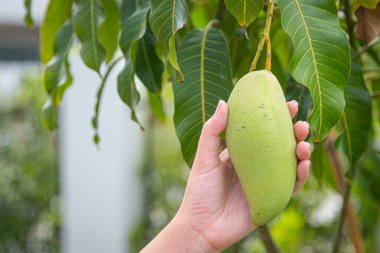 Nam Dok Mai mangosu Bahçedeki ağaçta