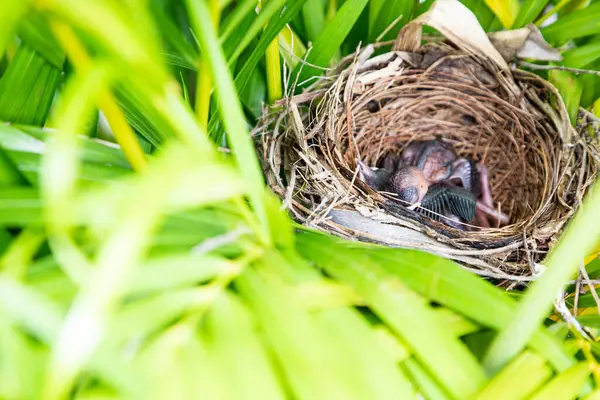 Kuşlar Ağaçtaki Yuvalarında Yumurtadan Çıkıyorlar — Stok fotoğraf