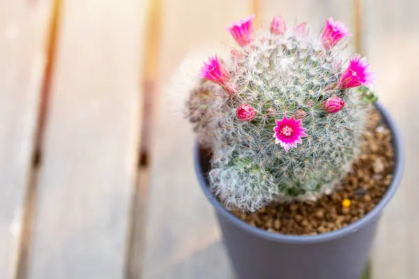Mammillaria Bocasana with pink flower in small pot on table wood natural background