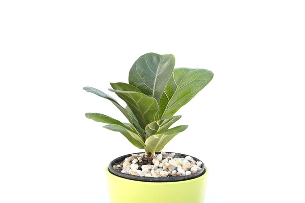 Ficus Lyrata Dans Pot Sur Fond Blanc Photo De Stock