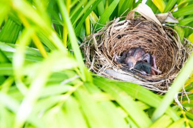 Kuşlar ağaçtaki yuvalarında yumurtadan çıkıyorlar.