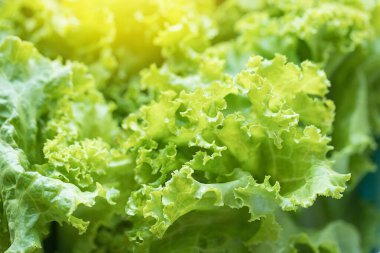 Taze organik Lactuca salata yaprakları yüksek besin değeri olan sativa
