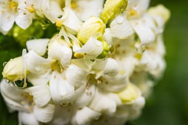 Kalp şeklinde beyaz cam Murraya çiçeği yumuşak ve ferahlatıcı bir kokusu var.