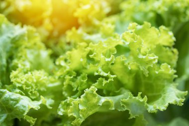 Taze organik Lactuca salata yaprakları yüksek besin değeri olan sativa
