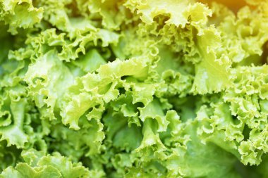 Taze organik Lactuca salata yaprakları yüksek besin değeri olan sativa