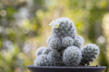 Mammillaria schiedeana ile küçük beyaz çiçek yeşil bulanık bokeh doğa arka plan, acemi için kolay kolej küçük kaktüs koyabilirsiniz çalışma masasının pencerelerine yakın ve büyümesini görebilirsiniz