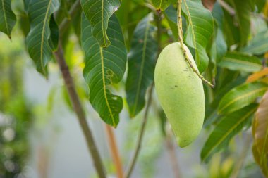 Nam Dok Mai mangosu Bahçedeki ağaçta
