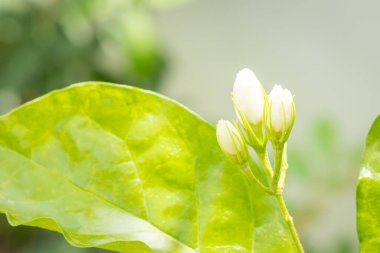 Bahçedeki yasemin çiçekleri doğayla iç içe bir koku yayar.