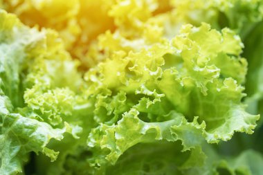 Taze organik Lactuca salata yaprakları yüksek besin değeri olan sativa
