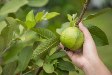 Ağaçta taze guava kokusu var.