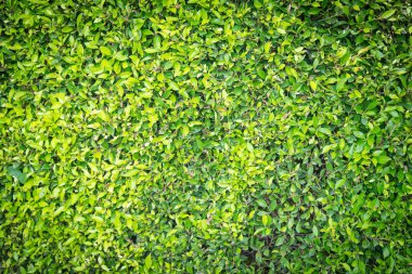 Yeşil Kore banyan ağacı duvarını doğal arkaplan olarak bırakır.