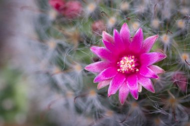 Mammillaria Bocasana 'yı kapatın. Pembe çiçekler çiçek açıyor.